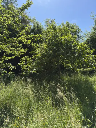 Foto treephoto-i2ptgwfylci0rawjq3tcmtj2.jpeg