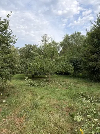 Foto treephoto-j4x0yf097w44o6xgug42qarv.jpeg