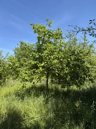 Foto treephoto-ku05s1edf7tnptcc9dklxkm6.jpeg