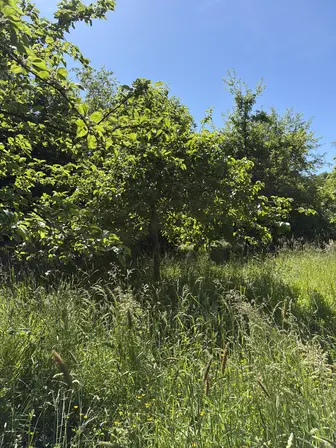 Foto treephoto-qhorcdlkwr1018ufeppd9h92.jpeg