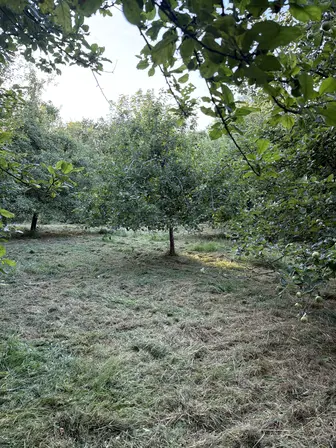 Foto treephoto-qude1dbr37ghk9re1llf7ite.jpeg