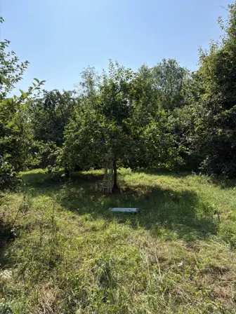 Foto treephoto-tetoociefevzon75g4tbcptw.jpeg