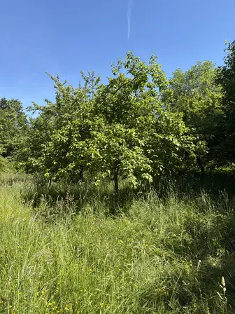 Foto treephoto-ulhuurrc6fx3qhhehkmbjwla.jpeg
