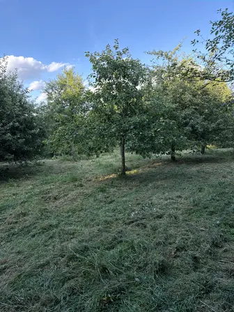 Foto treephoto-uoex5n9kr8l7v43owc41jz4j.jpeg