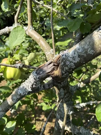 Foto treephoto-wisuuyu6lzmlkzc29lkhuuej.jpeg