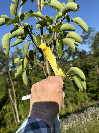Foto treephoto-c4bvn41degp83clr6lsy44pi.jpeg