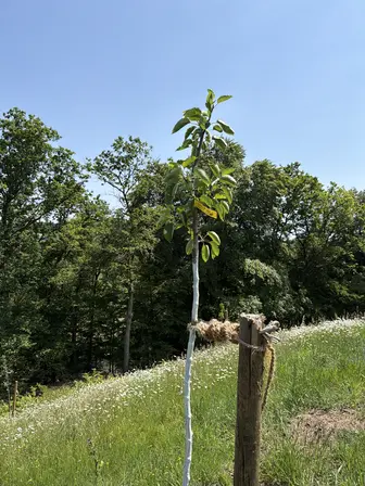 Foto treephoto-crsw440sqd3s6uswzj0jqj1r.jpeg