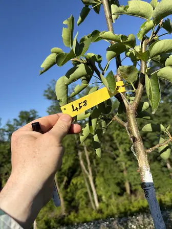 Foto treephoto-edf7d790o65xsnpt4lgb6gxc.jpeg