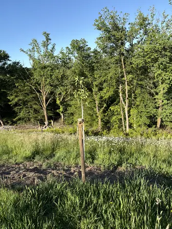 Foto treephoto-g06o24wr327e8bfgsf5pu5bl.jpeg