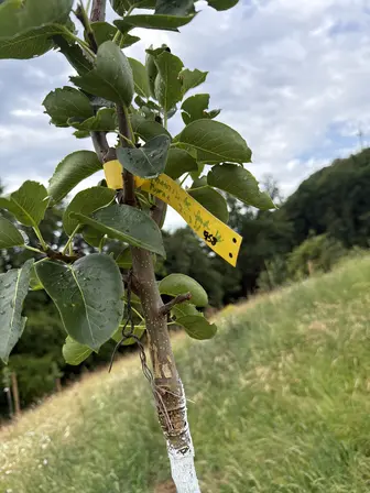 Foto treephoto-hg57ha78wyo8zwxf58wgt4u4.jpeg