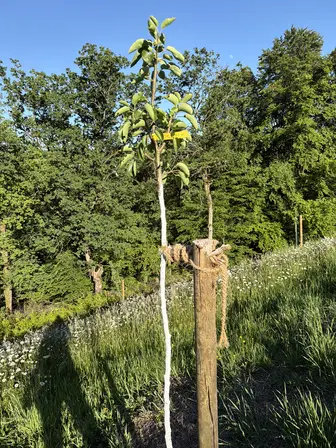 Foto treephoto-jgdr5xpzuydyepvqsy0hijo9.jpeg