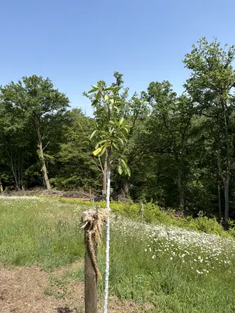 Foto treephoto-qjzjf380ujklr18nm2meugtj.jpeg