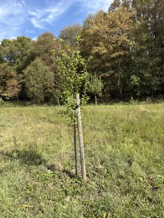Foto treephoto-zuwky5rc4pu170j764qn9jnl.jpeg