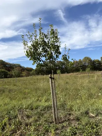 Foto treephoto-kbipxpg1lovrx241nm0qrnnd.jpeg