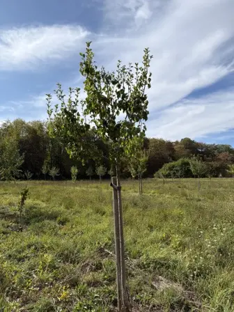 Foto treephoto-naujcjf4vecsihoiju0x67by.jpeg