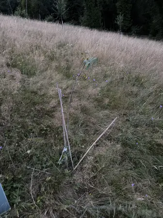 Foto treephoto-enqyas32a3yno5ezicm3lumv.jpeg