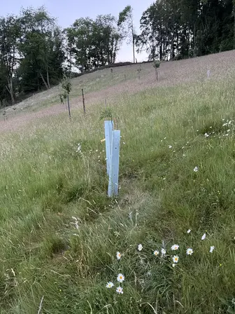 Foto treephoto-fpmtjhdibb76yiaemawqjqg6.jpeg