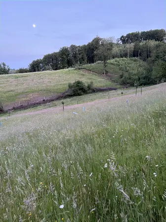 Foto treephoto-gyxl1w50rw2eevm1oiya5cfu.jpeg