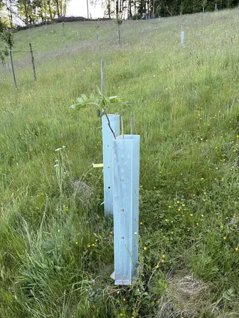 Foto treephoto-her6xr0wg6d2i82bxn7nzeb6.jpeg
