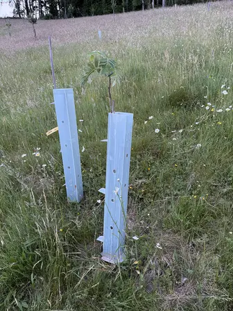 Foto treephoto-jp6g271f5q0tcbi69gs5vuc8.jpeg