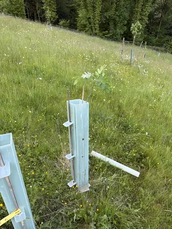 Foto treephoto-luuuyuyd75xou85boxac9n78.jpeg