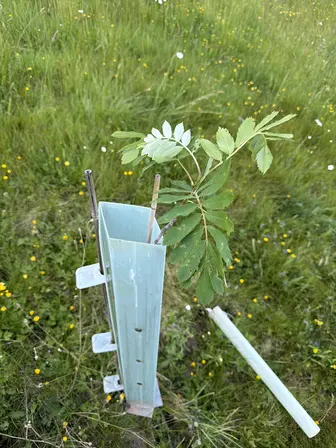 Foto treephoto-ogouzr6xuifp1hueuhzc3vef.jpeg