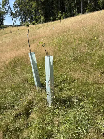 Foto treephoto-p0u7d4voxiihv9wrp4ikxqiv.jpeg