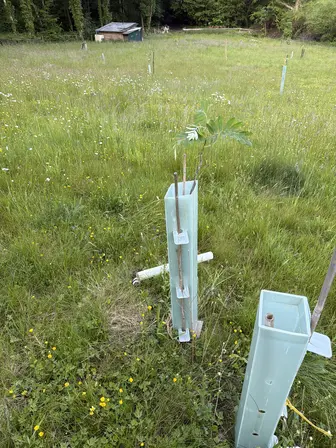 Foto treephoto-pwf6o66bk5d8fqlh1r5zifu9.jpeg