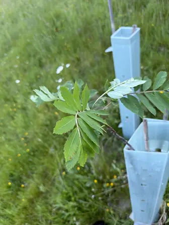 Foto treephoto-rdlw9f51b3i0iw5x27hfoykr.jpeg