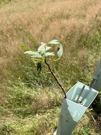 Foto treephoto-s523i0bpss3mhaxpmkg2e8yd.jpeg