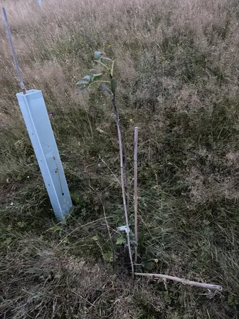 Foto treephoto-sgisyhls49120k1a524fecij.jpeg