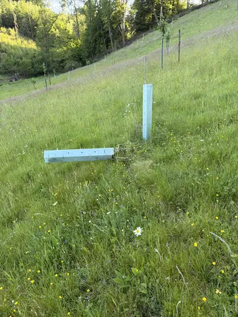 Foto treephoto-y96n8fk4n6h4mywbmtkwsbuf.jpeg