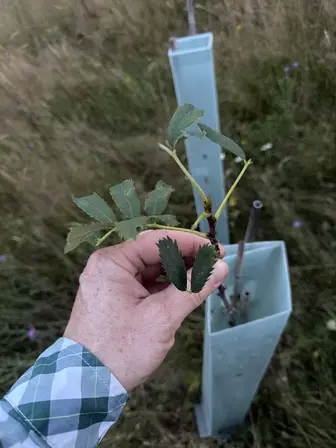 Foto treephoto-ztttg6ovimw1qicif6zy2vxj.jpeg