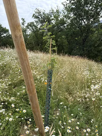Foto treephoto-dq5fc87afmcbpuun5p5tuyzm.jpeg