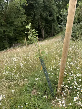 Foto treephoto-tqvv5n67b9aei0xb0azjzwp1.jpeg