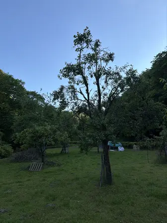Foto treephoto-a22h31slepqge38bdsxfaatj.jpeg