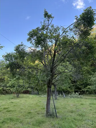 Foto treephoto-eves5kn10yhrsq0u5fgd27ov.jpeg