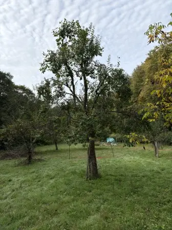 Foto treephoto-i8szv2h50wi0eq5pzhhy4n9d.jpeg