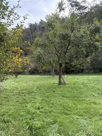 Foto treephoto-rc6elmjuslwbgk7jn9id7p5j.jpeg
