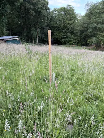Foto treephoto-basjm5mlkrgfmbg2cvr4g3op.jpeg
