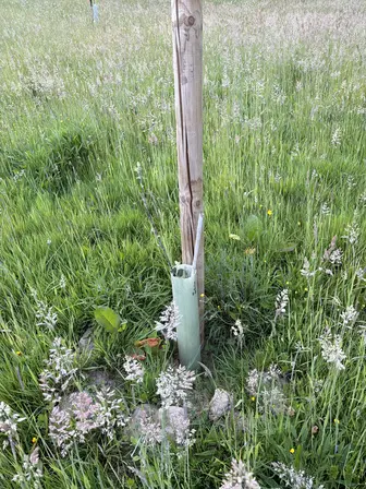 Foto treephoto-pd6ihde0v9bu7pfyzw1r9njg.jpeg