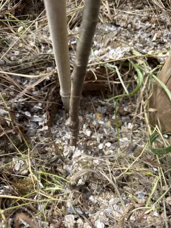 Foto treephoto-rz6vcdgt5g6hlqs2ztuvq15v.jpeg