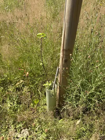 Foto treephoto-umeoa516qnv1hhg8e8bnhvhi.jpeg