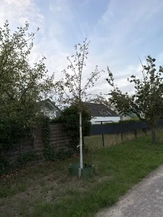 Foto treephoto-cpapurn7ub68xbejy8wgd89u.jpeg