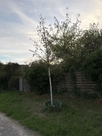 Foto treephoto-qwv1ed9y7ammbayho4rt4qwn.jpeg