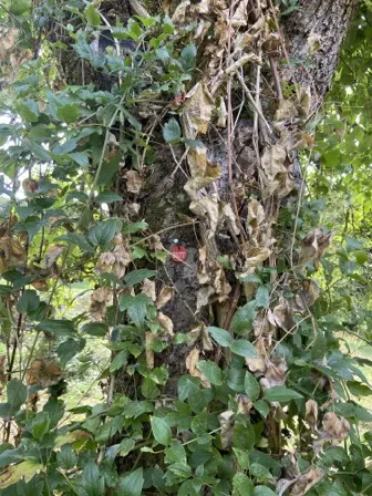 Foto treephoto-gjb4lj5dfa0l64nir8i8ftl5.jpeg