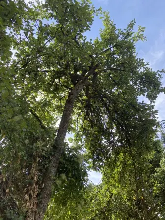 Foto treephoto-kk5desjk6gfzrmq4obm8k9va.jpeg