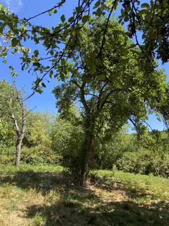 Foto treephoto-o4jf8hx1t92ljiolvqfltj0j.jpeg
