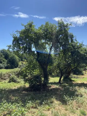 Foto treephoto-q1v9uunafvt7m6524m90uf1w.jpeg