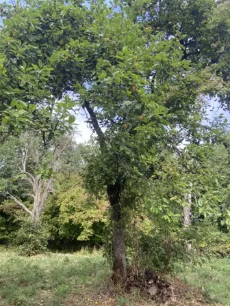 Foto treephoto-tc4mu9t863nj8r198yhiosq5.jpeg